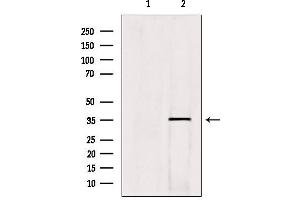 Western blot analysis of extracts from hybridoma cells, using HOXC13 Antibody. (HOXC13 抗体  (C-Term))