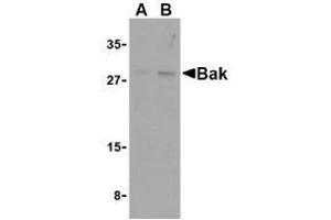 Western blot analysis of Bak in L1210 cell lysates with AP30117PU-N Bak antibody at (A) 1 and (B) 2 μg/ml. (BAK1 抗体  (N-Term))