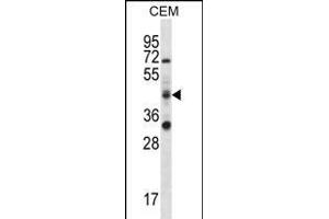 RBM42 Antibody (C-term) (ABIN656357 and ABIN2845655) western blot analysis in CEM cell line lysates (35 μg/lane). (RBM42 抗体  (C-Term))