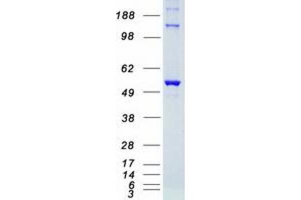 STK38 Protein (Myc-DYKDDDDK Tag)