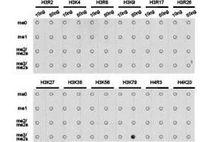 Dot-blot analysis of all sorts of methylation peptides using H3K79me3 antibody. (Histone 3 抗体  (H3K79me3))