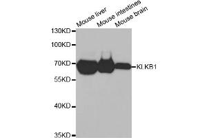 Western blot analysis of extracts of various cell lines, using KLKB1 antibody (ABIN2975433) at 1/1000 dilution. (KLKB1 抗体)