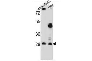 Western Blotting (WB) image for anti-Eukaryotic Translation Initiation Factor 4H (EIF4H) (AA 126-156), (Middle Region) antibody (ABIN952054)