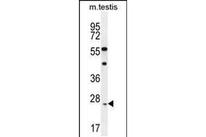 Western blot analysis in mouse testis tissue lysates (35ug/lane). (ROPN1L 抗体  (N-Term))