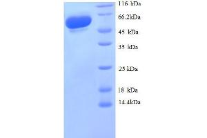 SDS-PAGE (SDS) image for Glyceraldehyde-3-Phosphate Dehydrogenase (GAPDH) (AA 3-335), (partial) protein (GST tag) (ABIN7479152)