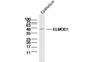 Mouse epithelium probed with ELMOD1 Polyclonal Antibody, Unconjugated  at 1:300 overnight at 4˚C. (ELMOD1 抗体  (AA 21-120))
