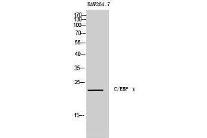 Western Blotting (WB) image for anti-CCAAT/enhancer Binding Protein (C/EBP), gamma (CEBPG) (Internal Region) antibody (ABIN3183579) (CEBPG 抗体  (Internal Region))