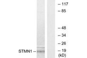 Western blot analysis of extracts from COS7 cells, using Stathmin 1 (Ab-15) Antibody. (Stathmin 1 抗体  (AA 5-54))
