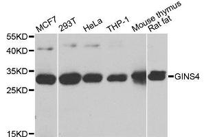 GINS4 抗体  (AA 108-207)