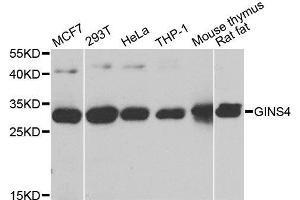 Western blot analysis of extracts of various cell lines, using GINS4 antibody. (GINS4 抗体  (AA 108-207))