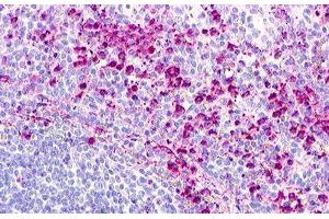 Image no. 1 for anti-G Protein-Coupled Receptor 152 (GPR152) (Cytoplasmic Domain) antibody (ABIN1048740) (GPR152 抗体  (Cytoplasmic Domain))