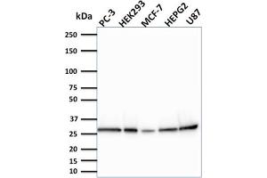 Western Blot Analysis of PC-3, HEK293, MCF-7, HEPG2 and U87 cells using BCL2L2 Mouse Monoclonal Antibody (CPTC-BCL2L2-2). (BCL2L2 抗体)