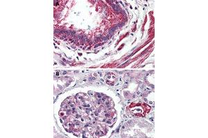 Immunohistochemical staining of human lung, bronchiole (A) and human kidney (B) with GPR150 polyclonal antibody . (GPR150 抗体  (C-Term))