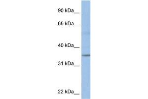 WB Suggested Anti-KCTD4 Antibody Titration:  0.