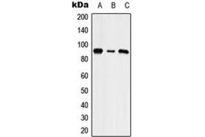 Western blot analysis of NHE5 expression in HepG2 (A), NIH3T3 (B), rat brain (C) whole cell lysates. (SLC9A5 抗体  (Center))