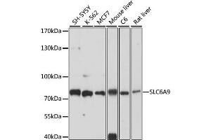 Western blot analysis of extracts of various cell lines, using SLC6 antibody (ABIN7267463) at 1:1000 dilution.