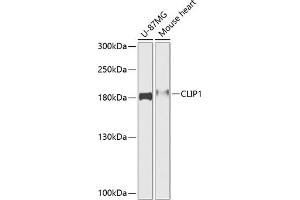 Western blot analysis of extracts of various cell lines, using CLIP1 antibody (ABIN6127542, ABIN6138725, ABIN6138727 and ABIN6216148) at 1:1000 dilution. (CLIP1 抗体  (AA 1228-1427))