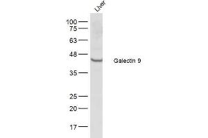 Mouse liver lysates probed with Galectin 9 Polyclonal Antibody, Unconjugated  at 1:500 dilution and 4˚C overnight incubation. (Galectin 9 抗体  (AA 51-150))