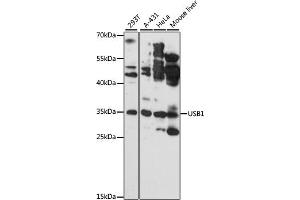 Western blot analysis of extracts of various cell lines, using USB1 antibody (ABIN6133400, ABIN6149979, ABIN6149980 and ABIN6217152) at 1:3000 dilution. (C16orf57 抗体  (AA 1-265))