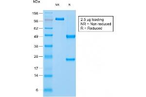 SDS-PAGE Analysis Purified Napsin A Rabbit Recombinant Monoclonal Antibody (NAPSA/1865R). (Recombinant NAPSA 抗体  (AA 189-299))