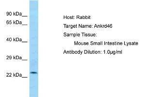 Host: Rabbit Target Name: ANKRD46 Sample Tissue: Mouse Small Intestine Antibody Dilution: 1ug/ml (ANKRD46 抗体  (C-Term))