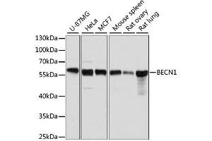 Western blot analysis of extracts of various cell lines, using BECN1 antibody. (Beclin 1 抗体  (AA 1-280))