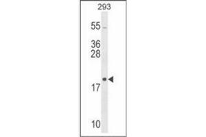 Western blot analysis in 293 cell line lysates (35 ug/lane) using RPL26 Antibody (C-term) Cat. (RPL26 抗体  (C-Term))