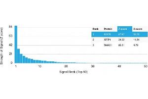 Analysis of Protein Array containing more than 19,000 full-length human proteins using EGFR Mouse Monoclonal Antibody (GFR/2341) Z- and S- Score: The Z-score represents the strength of a signal that a monoclonal antibody (MAb) (in combination with a fluorescently-tagged anti-IgG secondary antibody) produces when binding to a particular protein on the HuProtTM array. (EGFR 抗体  (AA 344-492))