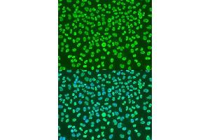 Immunofluorescence (IF) image for anti-KH Domain Containing, RNA Binding, Signal Transduction Associated 1 (KHDRBS1) (C-Term) antibody (ABIN6142829)
