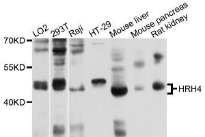Western blot analysis of extracts of various cells, using HRH4 antibody. (HRH4 抗体)