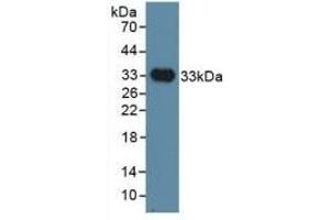 IGSF1 anticorps  (AA 1008-1227)