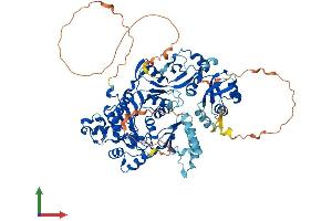 AlphaFold protein structure predicition of Mouse Recombinant Nsun2 Protein, UniprotID Q1HFZ0