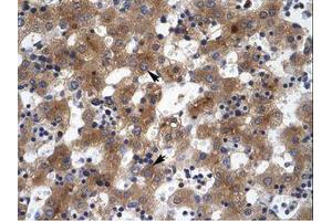 Image no. 1 for anti-Zinc Finger Protein 551 (ZNF551) (AA 169-218) antibody (ABIN203081) (ZNF551 抗体  (AA 169-218))