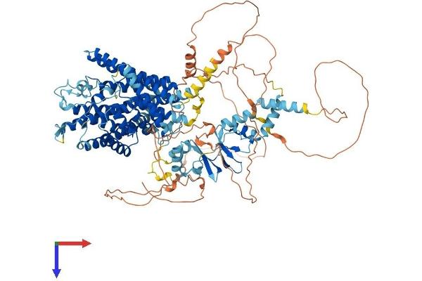 CLCN1 Protein (AA 1-994) (His tag)