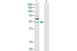 Western Blot analysis of YBX2 expression in transfected 293T cell line by YBX2 MaxPab polyclonal antibody. (YBX2 抗体  (AA 1-364))