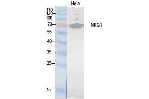 Western Blotting (WB) image for anti-Neuregulin 1 (NRG1) (Internal Region) antibody (ABIN3178546) (Neuregulin 1 抗体  (Internal Region))