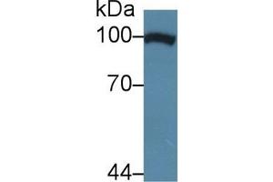 Western Blotting (WB) image for anti-Transportin 1 (TNPO1) (AA 593-836) antibody (ABIN7431488)