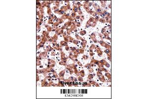 TRAP1 Antibody immunohistochemistry analysis in formalin fixed and paraffin embedded human liver tissue followed by peroxidase conjugation of the secondary antibody and DAB staining. (TRAP1 抗体  (C-Term))