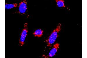 Proximity Ligation Analysis of protein-protein interactions between CDKN1A and SKP2. (SKP2 抗体  (AA 1-424))