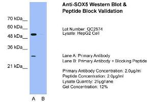 Host: Rabbit  Target Name: SOX5  Sample Tissue: HepG2Lane A:  Primary Antibody Lane B:  Primary Antibody + Blocking Peptide Primary Antibody Concentration: 2. (SOX5 抗体  (C-Term))