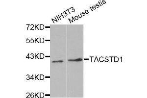 Western blot analysis of extracts of various cell lines, using TACSTD1 antibody. (EpCAM 抗体  (AA 40-260))
