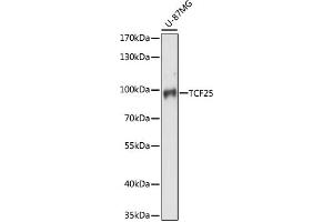 Western blot analysis of extracts of U-87MG cells, using TCF25 antibody (ABIN7270881) at 1:1000 dilution. (TCF25 抗体  (AA 1-300))