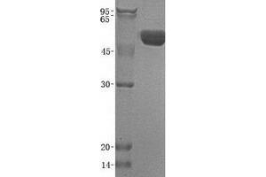 Validation with Western Blot (RAGE Protein (Transcript Variant 1) (His tag))
