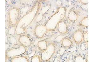 anti-OR2T2/2T35 (Internal Region) antibody