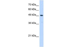 ERGIC3 antibody used at 0. (ERGIC3 抗体  (C-Term))