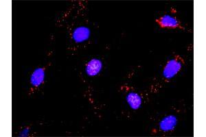 Proximity Ligation Assay (PLA) image for anti-V-Crk Sarcoma Virus CT10 Oncogene Homolog (Avian)-Like (CRKL) (AA 204-303) antibody (ABIN514606)