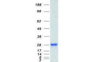 Western Blotting (WB) image for Regulator of G-Protein Signaling 4 (RGS4) (Transcript Variant 2) protein (Myc-DYKDDDDK Tag) (ABIN2730832)