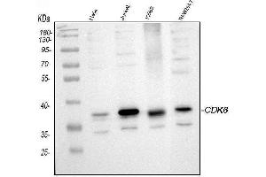 Western blot analysis of Cdk6 using anti-Cdk6 antibody (ABIN5692992).