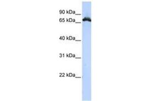 Image no. 1 for anti-Ribonucleoprotein, PTB-Binding 1 (RAVER1) (AA 396-445) antibody (ABIN6743043) (RAVER1 抗体  (AA 396-445))