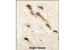 Formalin-fixed and paraffin-embedded human brain tissue reacted with CYP26B1 antibody (C-term), which was peroxidase-conjugated to the secondary antibody, followed by DAB staining. (CYP26B1 抗体  (C-Term))